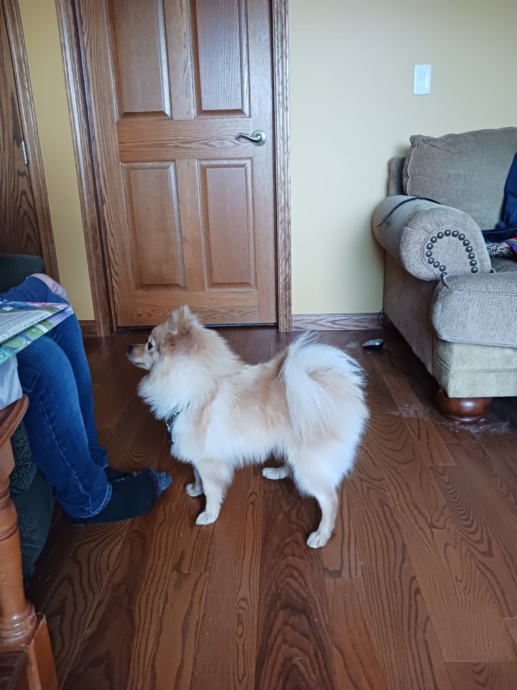 Franz the dog after his first grooming appointment, neatly trimmed