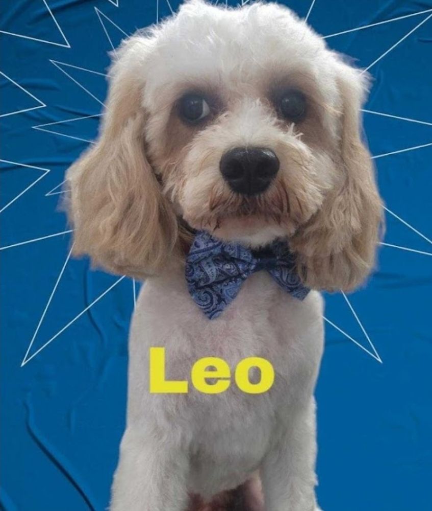 Dog showing off a new groom