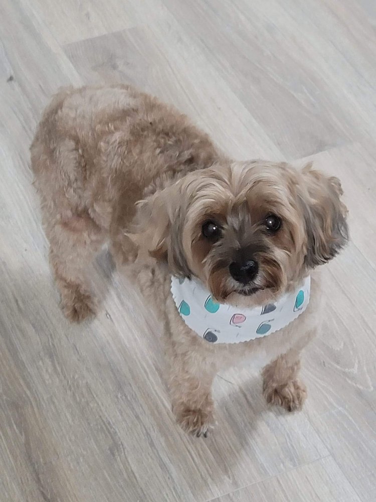 Freshly groomed small dog wearing a bandana after a grooming appointment at Kiss My Mutts