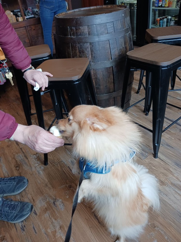 Franz the dog before his first grooming appointment, shaggy coat