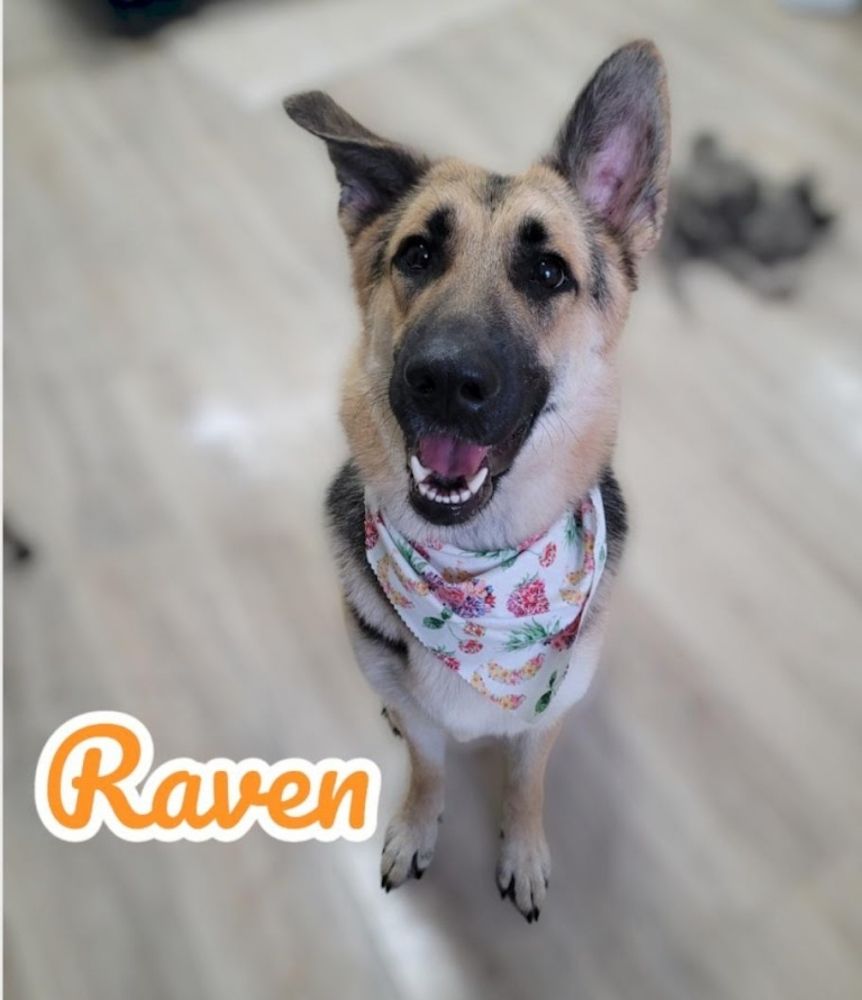 Groomed dog posing after appointment