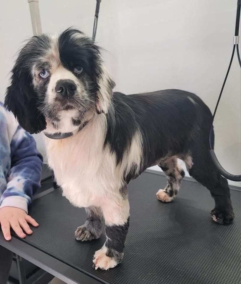 Smiling freshly groomed pup
